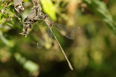 Chalcolestes viridis