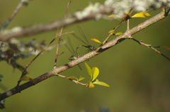 Chalcolestes viridis