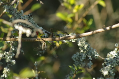 Chalcolestes viridis