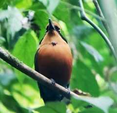 Baryphthengus martii