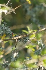 Chalcolestes viridis