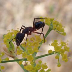 Camponotus barbaricus