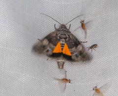 Copanarta aurea