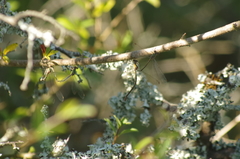 Chalcolestes viridis