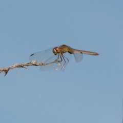 Sympetrum meridionale
