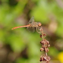 Sympetrum meridionale