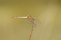 Sympetrum meridionale