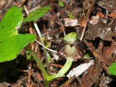 Corybas vitreus