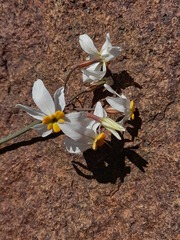 Leucocoryne coronata