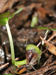 Corybas vitreus