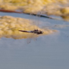 Orthetrum cancellatum