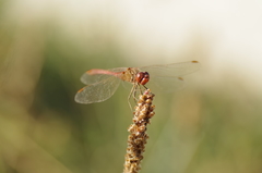 Sympetrum meridionale