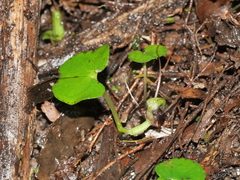 Corybas vitreus