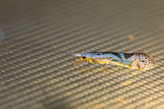 Nectopsyche separata