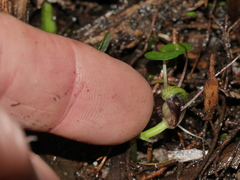 Corybas vitreus