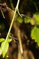 Chalcolestes viridis