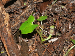 Corybas vitreus