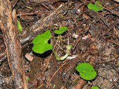 Corybas vitreus