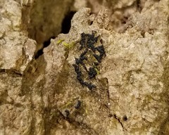 Dothideomycetes