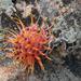 Cederberg Pincushion - Photo (c) Chris Vynbos, some rights reserved (CC BY-SA), uploaded by Chris Vynbos