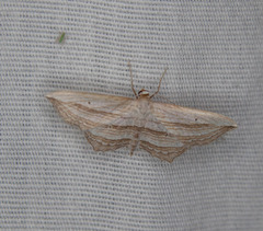 Arcobara multilineata