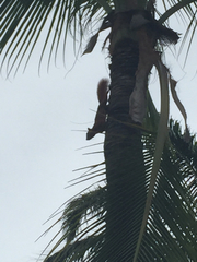 Sciurus granatensis