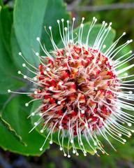 Leucospermum winteri