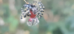 Alpaida alticeps