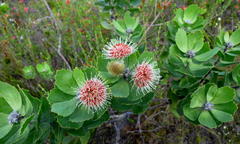 Leucospermum winteri