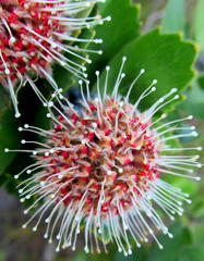 Leucospermum winteri