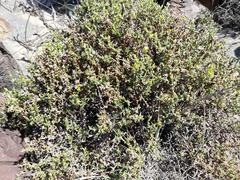 Spergularia arbuscula