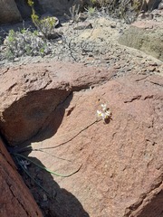 Leucocoryne coronata