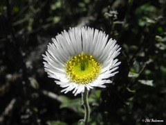 Erigeron luxurians