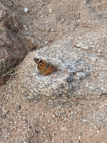 Empress Leilia photo 6