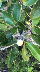 Drypetes diversifolia