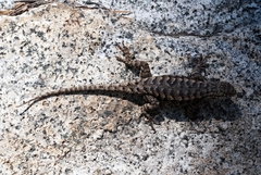 Sceloporus occidentalis occidentalis