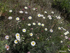Erigeron luxurians