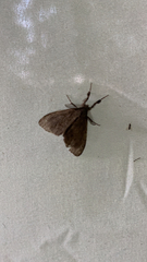 Cryptothelea gloverii