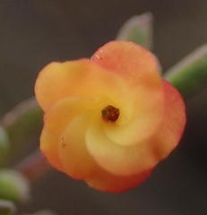 Hermannia diversistipula diversistipula