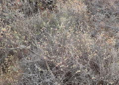 Hermannia diversistipula diversistipula