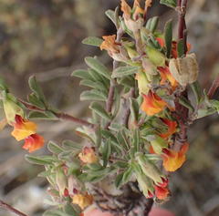 Hermannia diversistipula diversistipula