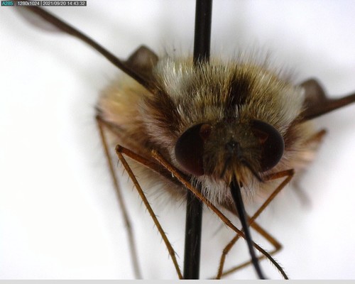 iNaturalist observation photo of Greater Bee Fly