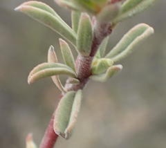 Hermannia diversistipula diversistipula