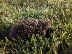 Erinaceus concolor