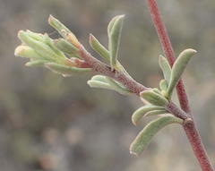 Hermannia diversistipula diversistipula