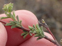 Hermannia diversistipula diversistipula