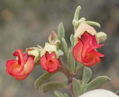 Hermannia diversistipula diversistipula