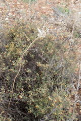 Hermannia diversistipula diversistipula