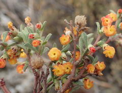 Hermannia diversistipula diversistipula
