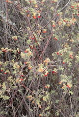 Hermannia diversistipula diversistipula